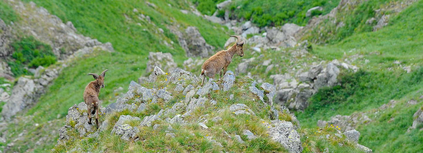Bbiodiversityiodiversity